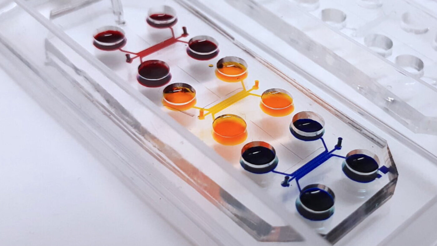 Startup | BiomimX | Mini-organi per testing di farmaci