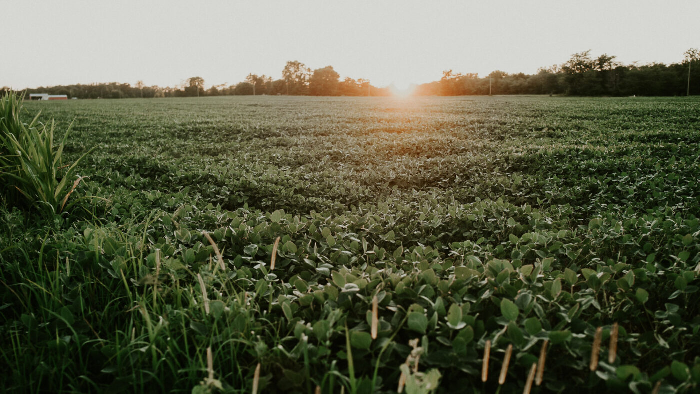Startup | HiWeiss | Isolati proteici vegetali e testurizzati provenienti dalla soia